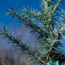 Electra Blue Deodar Cedar -The Tree Center DSCF7839 jpg webp e1695325157804 600x600 1