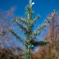 Electra Blue Deodar Cedar -The Tree Center DSCF7860 jpg webp e1695325177494 600x600 1