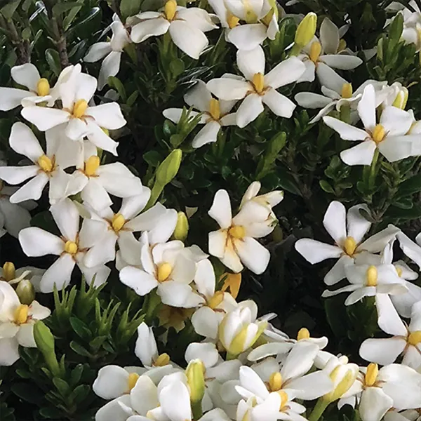 Daisy Duke™ Gardenia 3 Daisy Duke™ Gardenia - Image 3