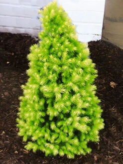 Daisy's White Alberta Spruce -The Tree Center Daisys White Alberta Spruce 2 copy 600x800 1