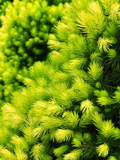 Daisy's White Alberta Spruce