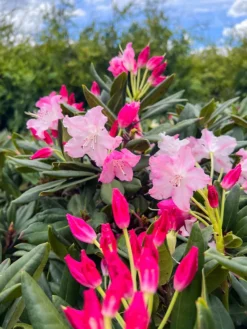 Dandy Man Color Wheel® Rhododendron -The Tree Center DandyManColorWheelRhododendron 600x800 1