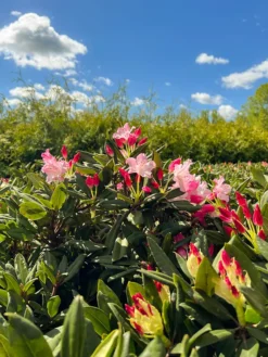 Dandy Man Color Wheel® Rhododendron -The Tree Center DandyManColorWheelRhododendron4 600x800 1