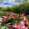 Dandy Man Color Wheel® Rhododendron