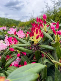Dandy Man Color Wheel® Rhododendron -The Tree Center DandyManColorWheelRhododendron6 600x800 1