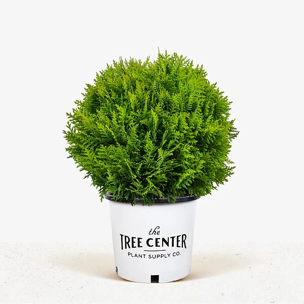 Danica Globe Thuja Arborvitae 5 Danica Globe Thuja Arborvitae - Image 5