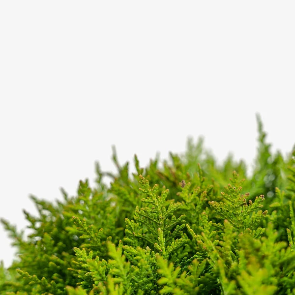 Danica Globe Thuja Arborvitae 2 Danica Globe Thuja Arborvitae - Image 2
