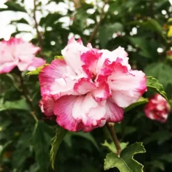 Danica™ Hardy Hibiscus -The Tree Center Danica Rose Rose of Sharon 1 copy jpg webp