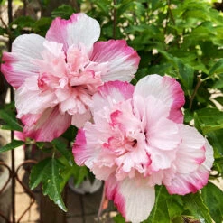 Danica™ Hardy Hibiscus -The Tree Center Danica Rose Rose of Sharon 2 copy 600x600 1
