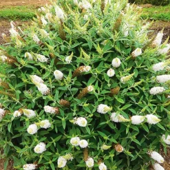 Dapper® White Butterfly Bush -The Tree Center Dapper White Butterfly Bush 1 copy jpg