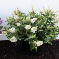 Dapper® White Butterfly Bush -The Tree Center Dapper White Butterfly Bush 4 copy jpg webp
