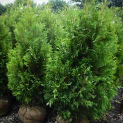 Dark Green Arborvitae