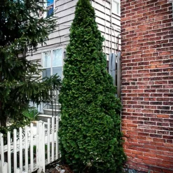 Dark Green Arborvitae -The Tree Center Dark Green Eastern Arborvitae 2 copy jpg webp