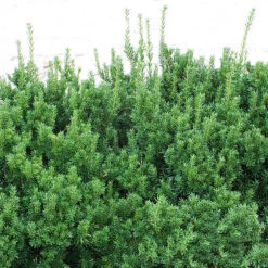Dark Green Spreader Yew -The Tree Center Dark Green Spreader Yew 2 copy 600x600 1