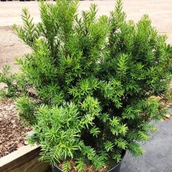 Dark Green Spreader Yew -The Tree Center Dark Green Spreader Yew 3 copy 600x600 1