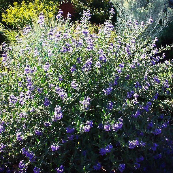 Dark Knight Caryopteris 3 Dark Knight Caryopteris - Image 3