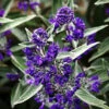 Dark Knight Caryopteris