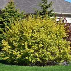 Dart's Gold Ninebark -The Tree Center Darts Gold Ninebark 2 copy jpg