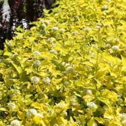 Dart's Gold Ninebark -The Tree Center Darts Gold Ninebark 3 copy 600x600 1