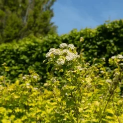 Dart's Gold Ninebark -The Tree Center Darts Gold Ninebark 4 copy jpg