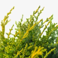 Daub's Frosted Juniper - Tree Form 7 Daub's Frosted Juniper - Tree Form -The Tree Center Daubs Frosted Juniper Tree Form 3G 02 copy 2 600x600 1