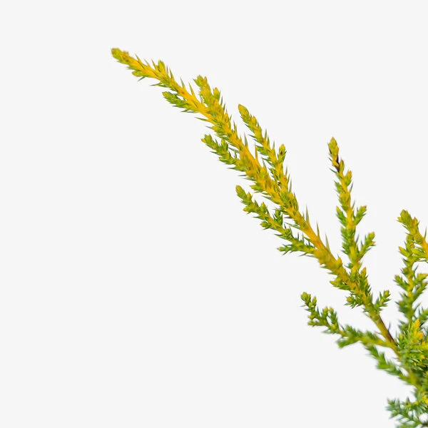 Daub's Frosted Juniper - Tree Form 2 Daub's Frosted Juniper - Tree Form - Image 2