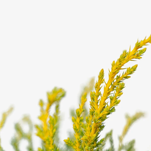 Daub's Frosted Juniper - Tree Form 4 Daub's Frosted Juniper - Tree Form - Image 4