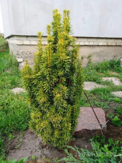 David Golden Yew -The Tree Center David Golden Yew 03 600x800 1