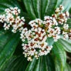 David Viburnum