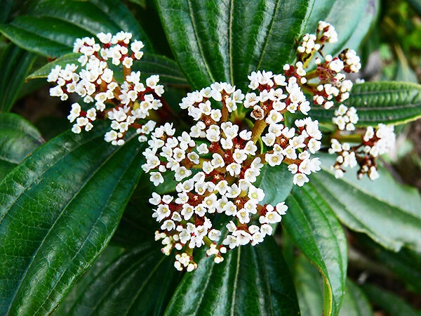 David Viburnum 1 David Viburnum