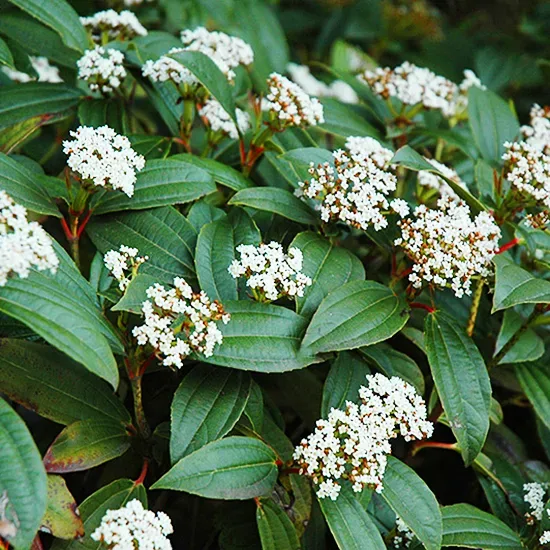 David Viburnum 3 David Viburnum - Image 3