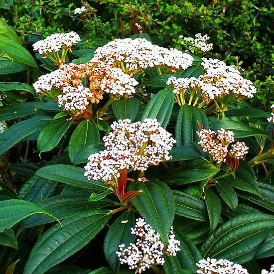 David Viburnum 2 David Viburnum - Image 2