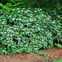 David Viburnum 7 David Viburnum -The Tree Center David Vibrurnum 4 jpg webp