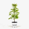 Dawn Redwood