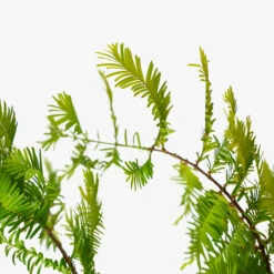 Dawn Redwood -The Tree Center Dawn Redwood 5G 03 1 600x600 1