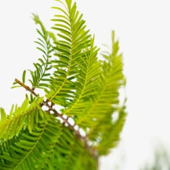 Dawn Redwood -The Tree Center Dawn Redwood 5G 05 1 600x600 1