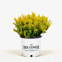 Daybreak® Barberry -The Tree Center Daybreak Barberry 3G 01 600x600 1