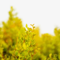 Daybreak® Barberry -The Tree Center Daybreak Barberry 3G 02 copy 600x600 1