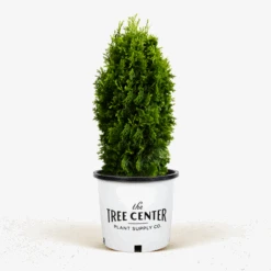 DeGroots Spire Arborvitae -The Tree Center DeGroots Spire Arborvitae 5G 01 600x600 1