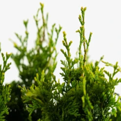 DeGroots Spire Arborvitae -The Tree Center DeGroots Spire Arborvitae 5G 05 copy 600x600 1