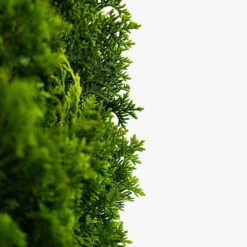 DeGroots Spire Arborvitae -The Tree Center DeGroots Spire Arborvitae 5G 06 copy 600x600 1