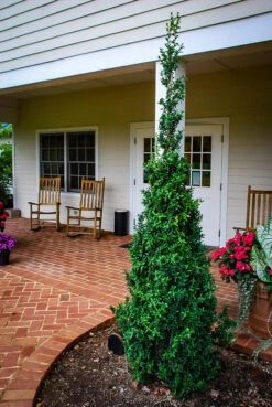 Dee Runk Boxwood -The Tree Center Deerunk Boxwood 02 1 600x896 1