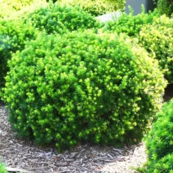 Dense Spreading Yew -The Tree Center Dense Spreading Yew 3 copy jpg webp