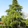 Deodar Cedar Tree