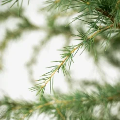 Deodar Cedar Tree -The Tree Center Deodar Cedar Tree 5G 05 600x600 1