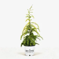 Golden Deodar Cedar 9 Golden Deodar Cedar -The Tree Center Deodar Golden Cedar 5G 01 jpg 600x600 1