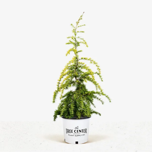 Golden Deodar Cedar 5 Golden Deodar Cedar - Image 5