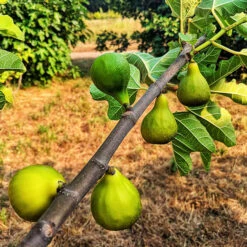 Desert King Fig -The Tree Center Desert King Fig 1 copy 600x600 1