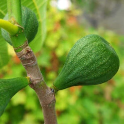 Desert King Fig -The Tree Center Desert King Fig 4 copy 600x600 1