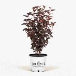 Diabolo Ninebark -The Tree Center Diablo Ninebark 5G 01 600x600 1